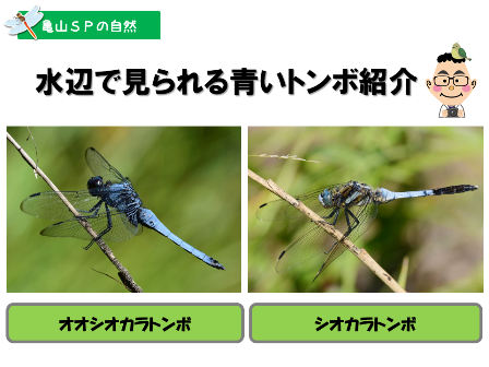 亀山ｓｐの自然 青いトンボの続編 株式会社 東産業