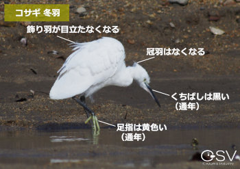 田んぼでよく見るあの白い鳥は何 株式会社 東産業